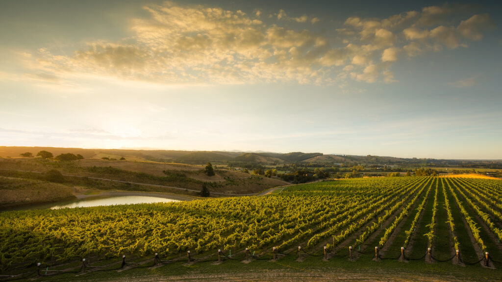 Vineyard at Falcon Ridge Estate in Nelson, New Zealand.